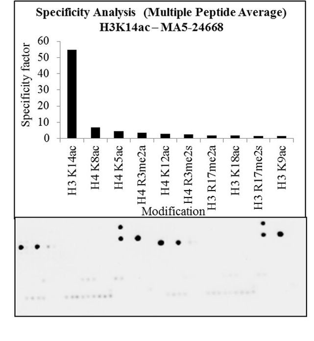 H3K14ac Antibody in Peptide array (Array)