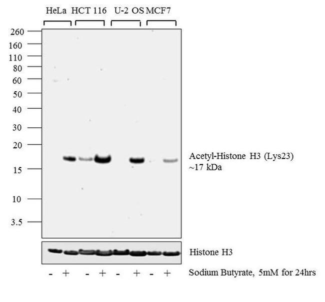 H3K23ac Antibody