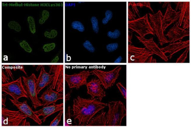 H3K36me3 Antibody in Immunocytochemistry (ICC/IF)