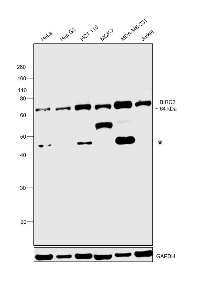 cIAP1 Antibody in Western Blot (WB)