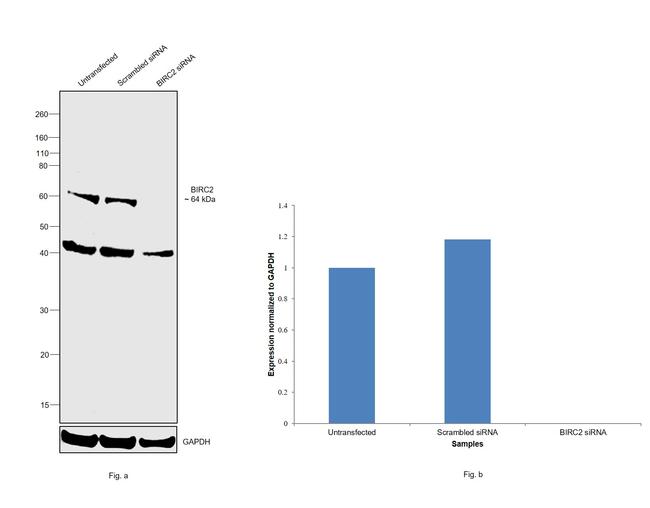 cIAP1 Antibody in Western Blot (WB)