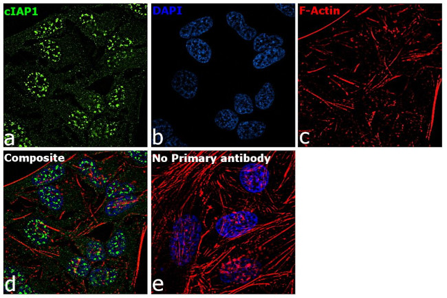 cIAP1 Antibody in Immunocytochemistry (ICC/IF)