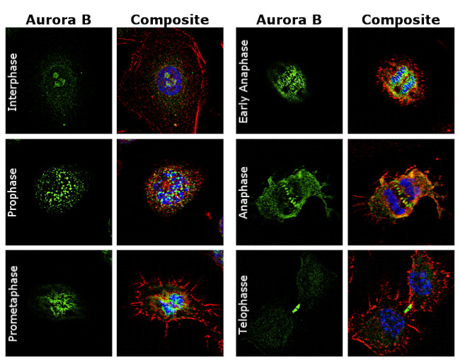 Aurora B Antibody