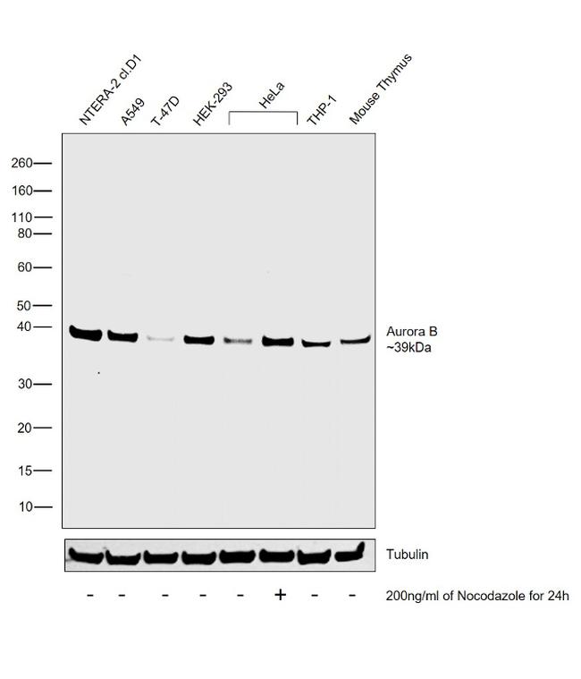 Aurora B Antibody in Western Blot (WB)