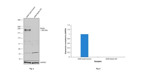 Nestin Antibody in Western Blot (WB)