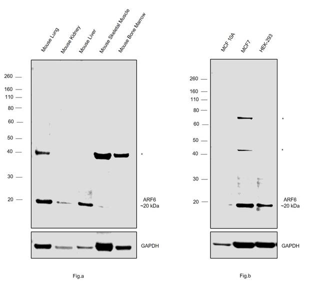 ARF6 Antibody in Western Blot (WB)