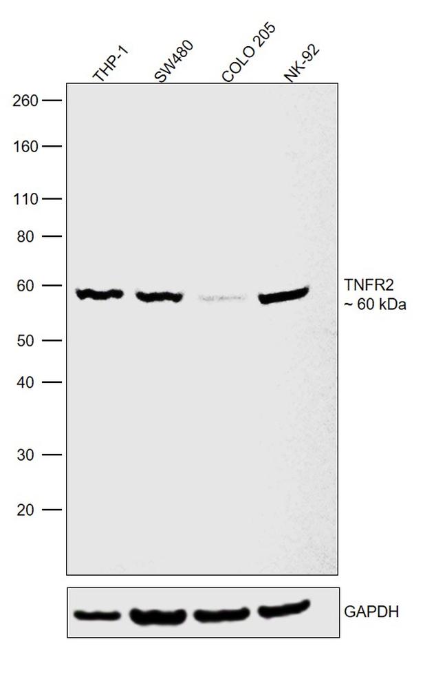 TNFR2 Antibody in Western Blot (WB)