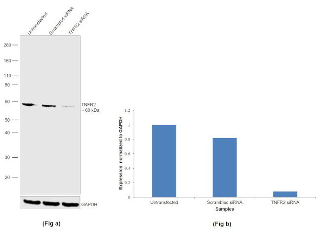 TNFR2 Antibody