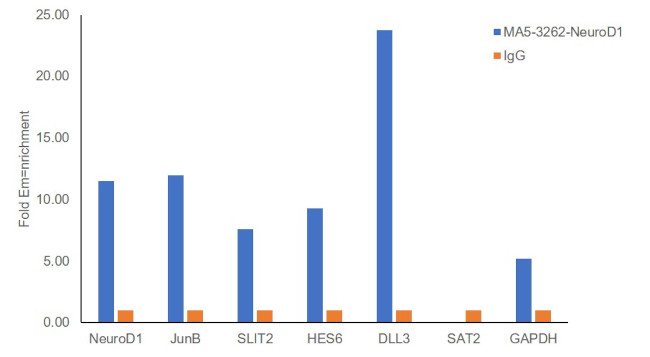 NeuroD1 Antibody in ChIP Assay (ChIP)