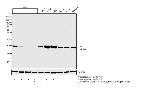 BID Antibody