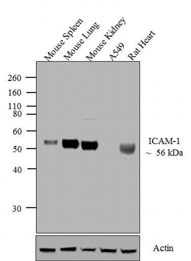 ICAM-1 Antibody in Western Blot (WB)