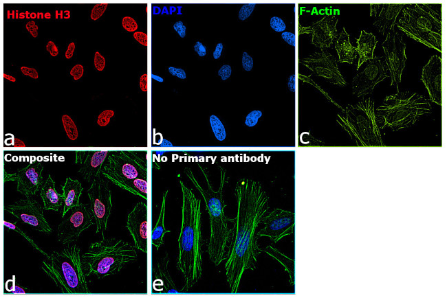 Histone H3 Antibody in Immunocytochemistry (ICC/IF)