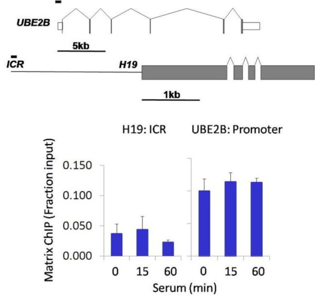 LC3B Antibody in ChIP Assay (ChIP)