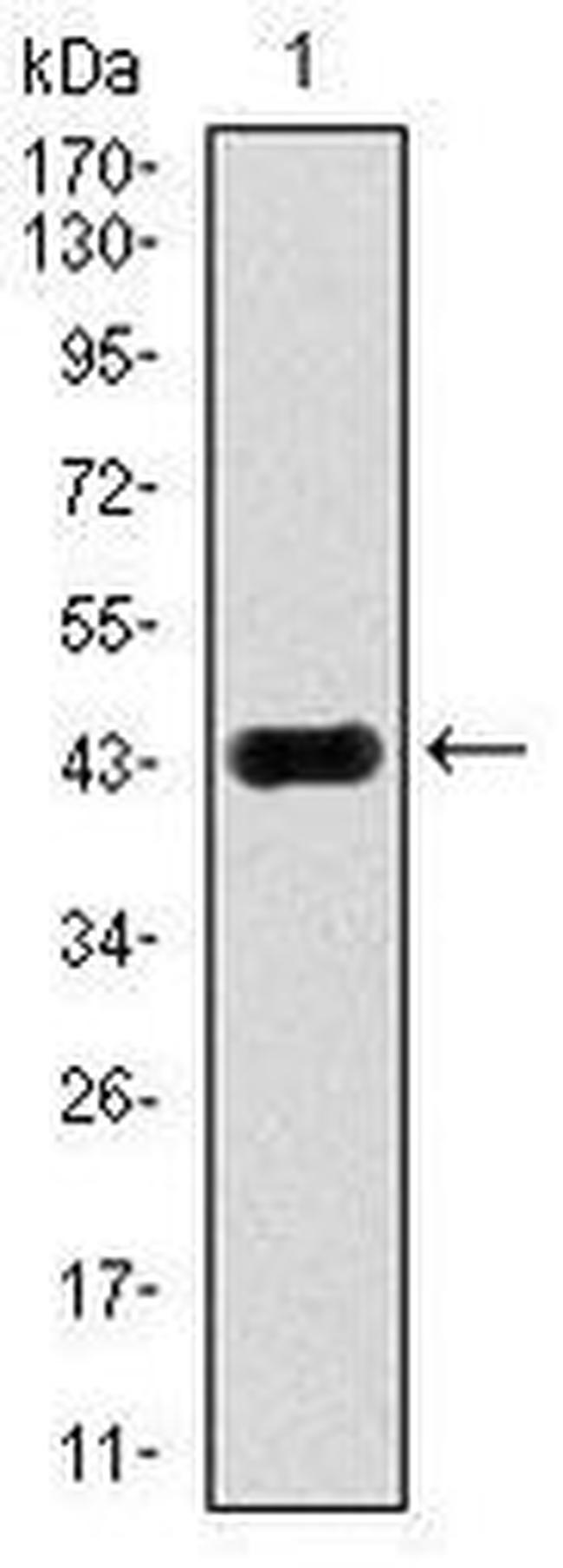 JNK1 Antibody in Western Blot (WB)