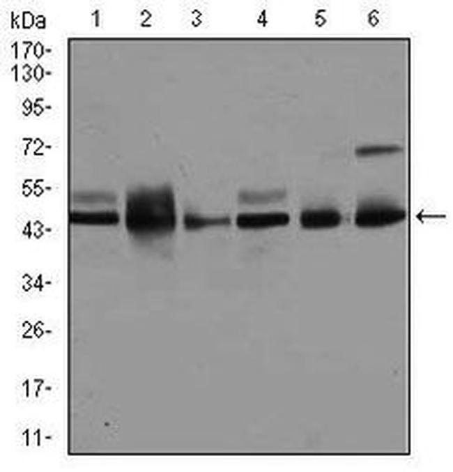 JNK1 Antibody in Western Blot (WB)