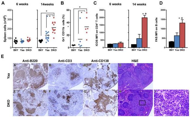 CD4 Antibody in Immunohistochemistry (IHC)