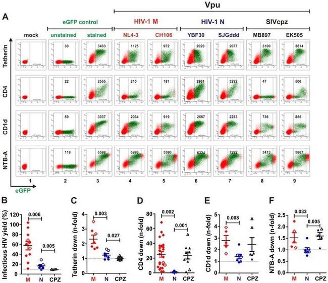 CD4 Antibody in Flow Cytometry (Flow)