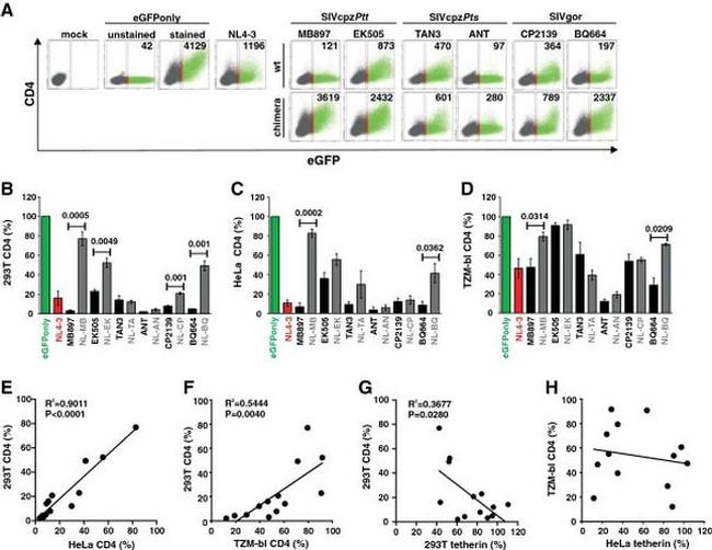 CD4 Antibody in Flow Cytometry (Flow)