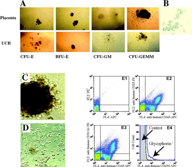 CD45 Antibody in Flow Cytometry (Flow)