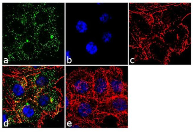 MCP-1 Antibody in Immunocytochemistry (ICC/IF)