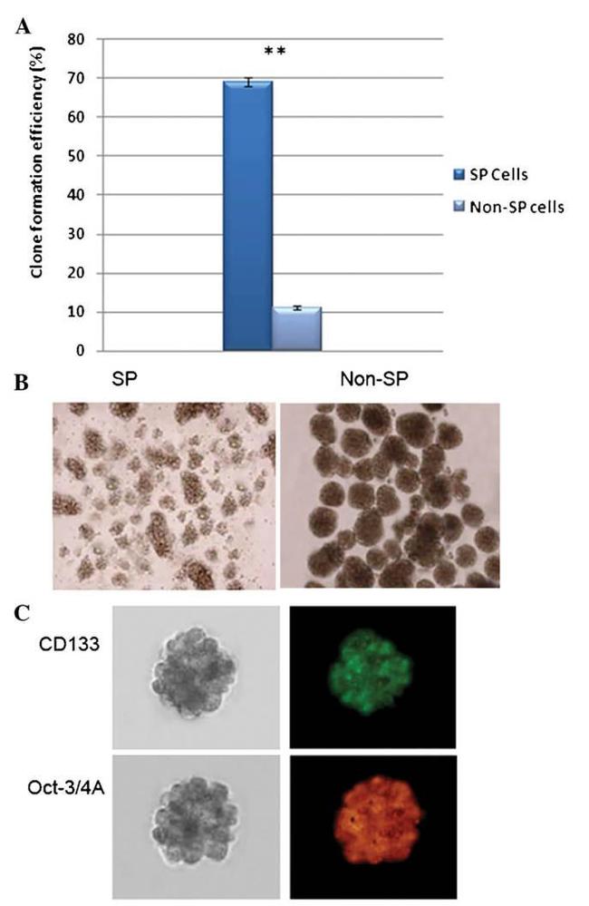 OCT4 Antibody in Immunocytochemistry (ICC/IF)