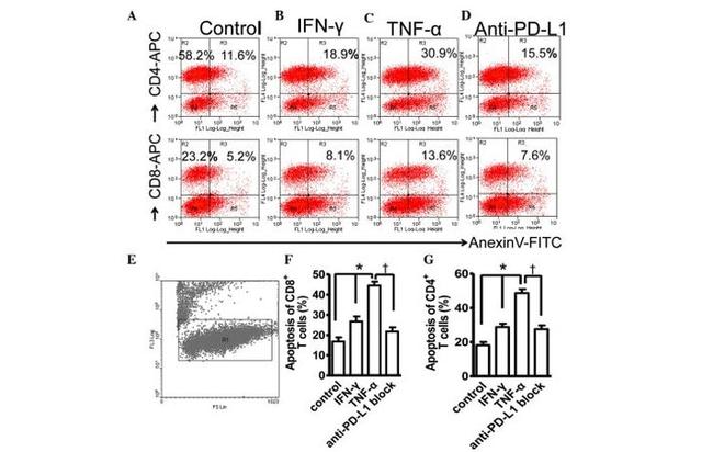 CD274 (PD-L1, B7-H1) Antibody in Flow Cytometry (Flow)