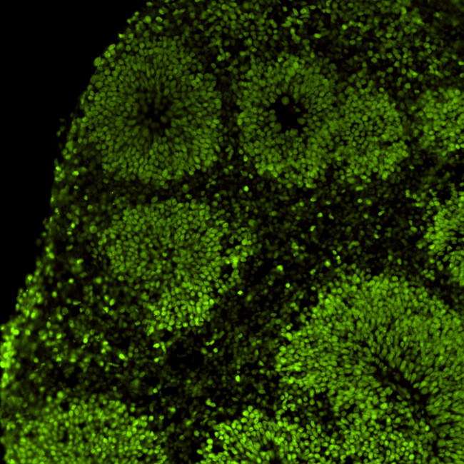 Mouse IgG (H+L) Secondary Antibody in Immunohistochemistry (Frozen) (IHC (F))