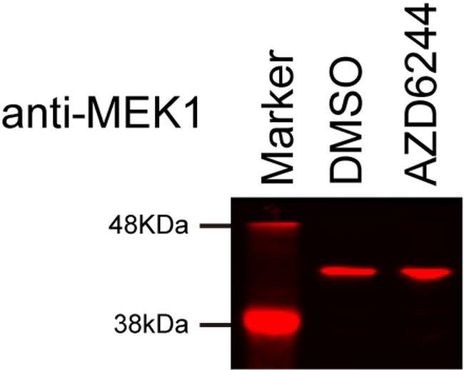 Mouse IgG (H+L) Highly Cross-Adsorbed Secondary Antibody in Western Blot (WB)