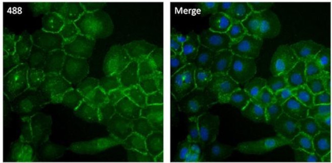 ATP1A1 Antibody in Immunocytochemistry (ICC/IF)