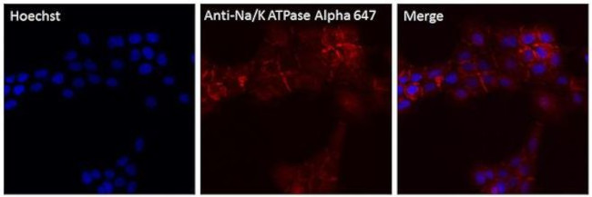 ATP1A1 Antibody in Immunocytochemistry (ICC/IF)