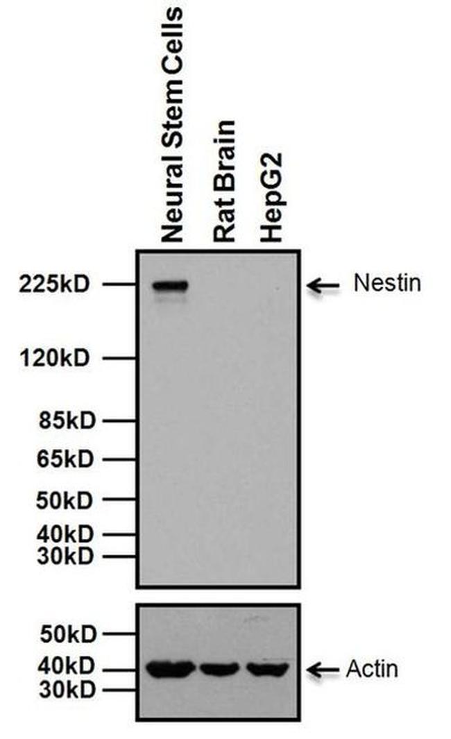 Nestin Antibody in Western Blot (WB)