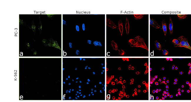 Amyloid Precursor Protein Antibody