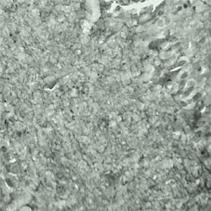 SYT17 Antibody in Immunohistochemistry (Frozen) (IHC (F))