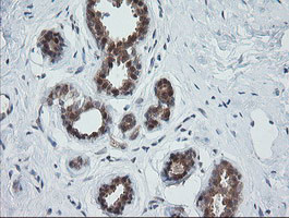 OTUB1 Antibody in Immunohistochemistry (Paraffin) (IHC (P))