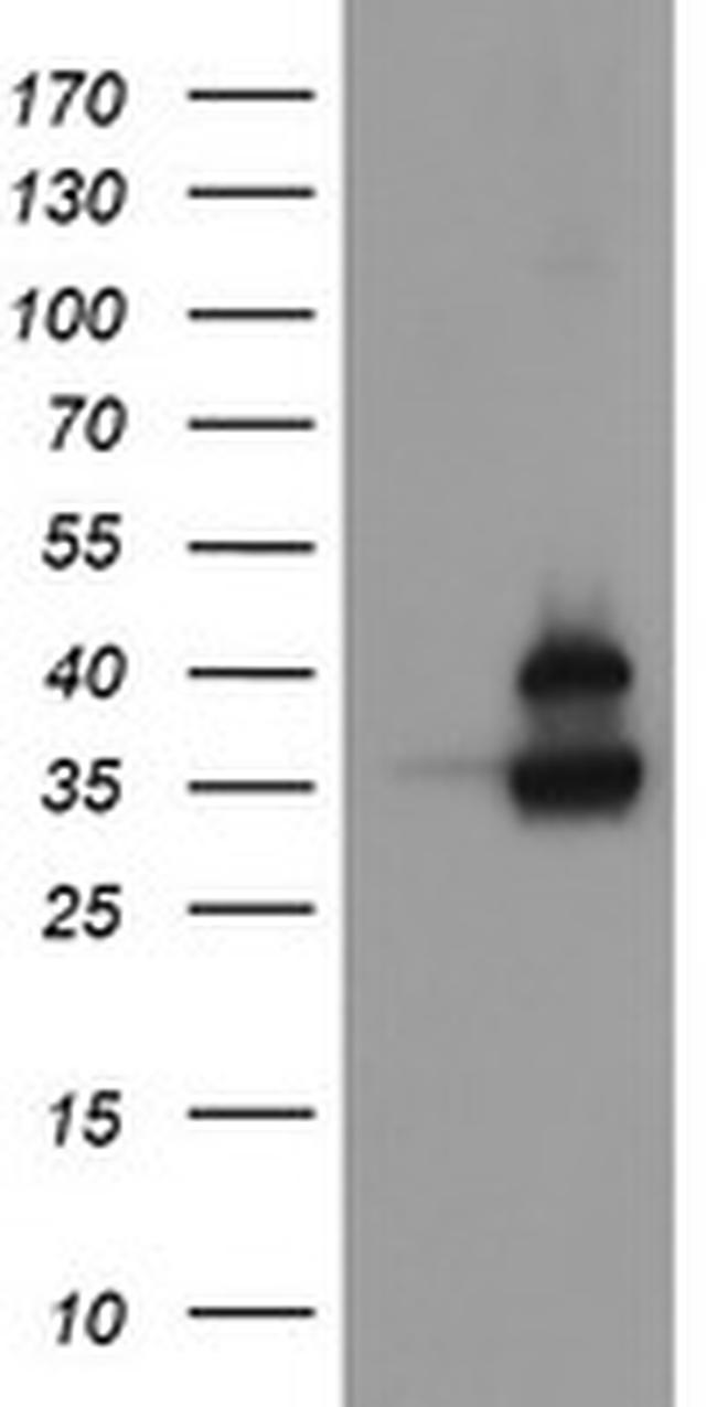 OTUB1 Antibody in Western Blot (WB)