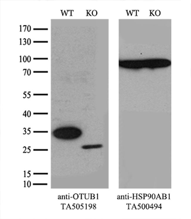 OTUB1 Antibody in Western Blot (WB)