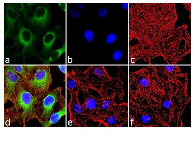 Phospho-HSP27 (Ser15) Antibody