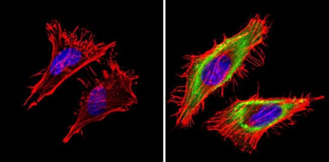 Cyclophilin A Antibody in Immunocytochemistry (ICC/IF)