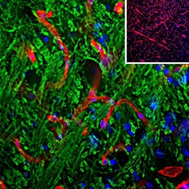 Laminin Antibody in Immunohistochemistry - Free Floating (IHC (Free))