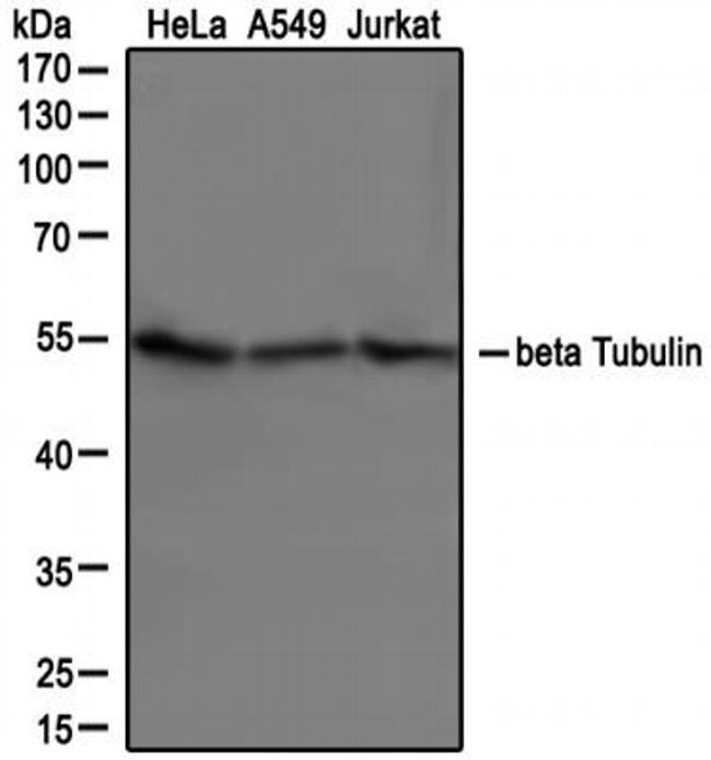 beta Tubulin Antibody in Western Blot (WB)