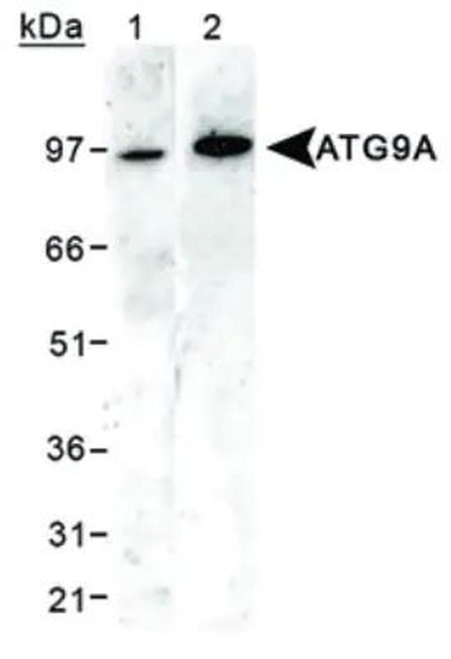 ATG9A Antibody in Western Blot (WB)