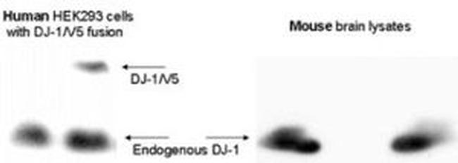 DJ-1 Antibody in Western Blot (WB)