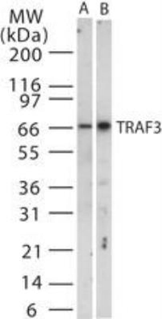 TRAF3 Antibody in Western Blot (WB)