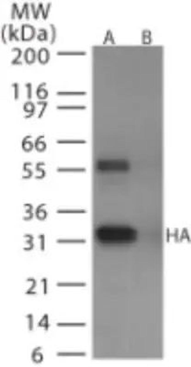 Influenza A H6N1 HA Antibody in Western Blot (WB)