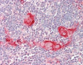 BID Antibody in Immunohistochemistry (Paraffin) (IHC (P))