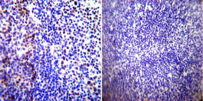 Parvalbumin Antibody in Immunohistochemistry (Paraffin) (IHC (P))