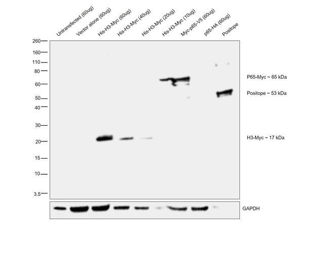 Myc Tag Antibody in Western Blot (WB)