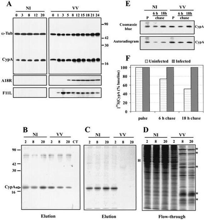 Cyclophilin A Antibody in Western Blot (WB)