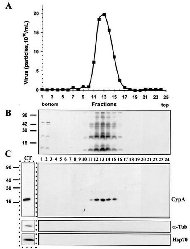 Cyclophilin A Antibody in Western Blot (WB)