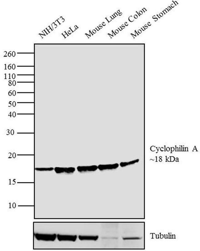 Cyclophilin A Antibody in Western Blot (WB)